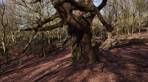 Old knobbly tree Vídeo Stock 47465208