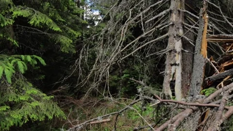 Old knocked out tree Stock Footage 135167176