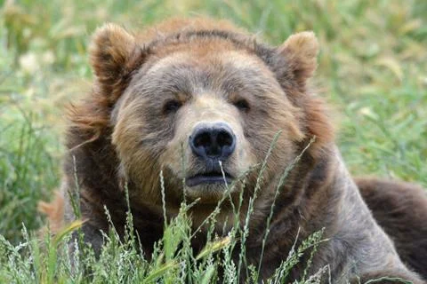 Old Kodiak bear Foto stock