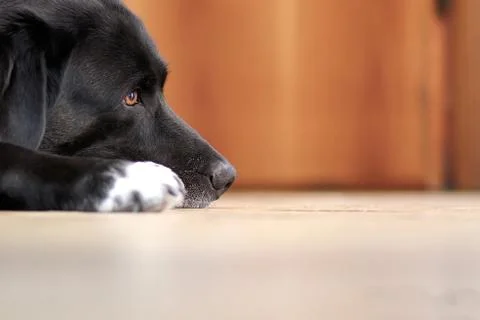 The old labrador looking Stock Photos