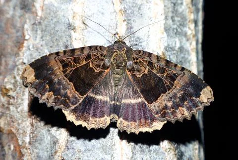 Old lady moth rests on tree bark with wings open showcasing natural camoufl.. Stock Photos