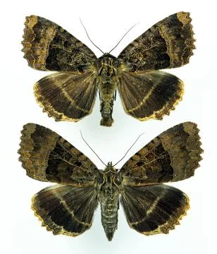 Old lady moth specimens show detailed wing patterns on a white background Stock Photos