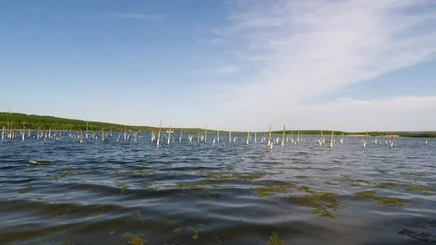 The old Lake and waves Video stock 89426656