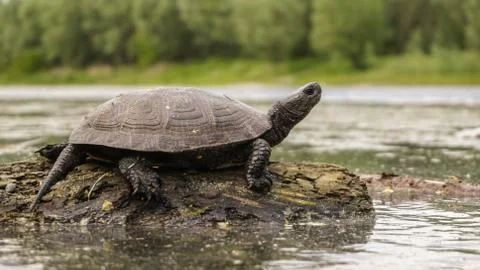 Old lake turtle basks on a log, summer Stock Photos