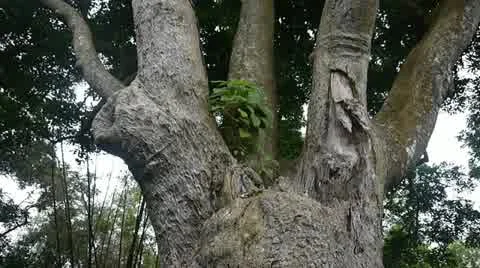 Old lam tree Stock Footage 11142351