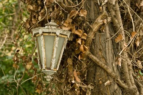 Old lamp hanging on tree Stock Photos