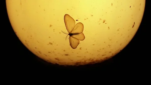Old lamp, moth and small insects at night Stock Footage 77837188