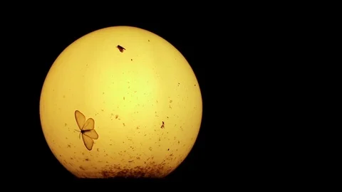 Old lamp, moths and small insects at night Stock Footage 77836409