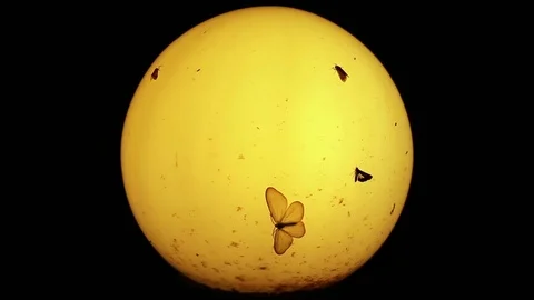 Old lamp, moths and small insects at night Stock Footage 77836636