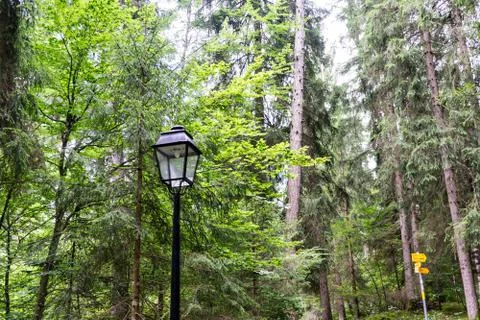Old lantern in the forest Stock Photos