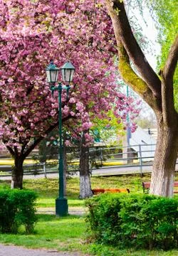 Old lantern in the sakura park Stock Photos
