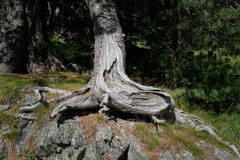 Old larch on rocks Foto stock