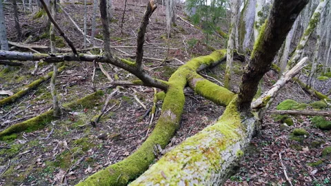 An old large, broken tree overgrown with moss and lichen Spring in an old forest Stock Footage 225994357