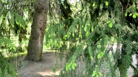 An old large coniferous tree in the park. Spruce branches and trunk in close Video stock 278181991
