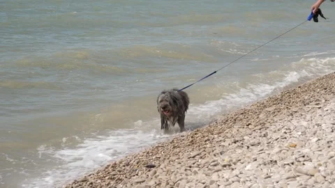 An old, large dog walks along the shore of the Atlantic Ocean and plays calm 库存影片 334064363