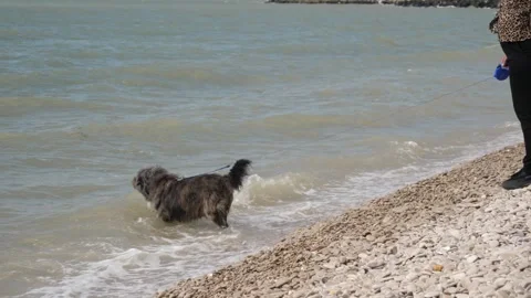 An old, large dog walks along the shore of the Atlantic Ocean and plays calm 库存影片 334064400