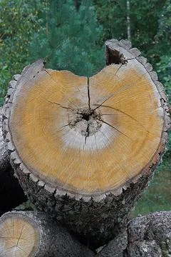 An old large dry sawn tree 库存照片