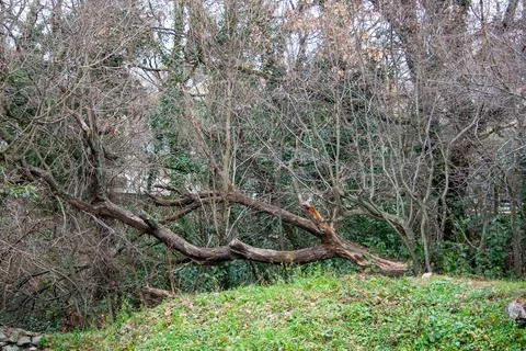 An old large fallen tree in a forest Foto stock