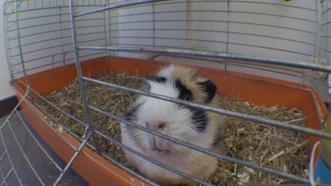 Aubiose for guinea outlet pigs