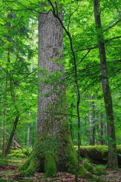 Old large oak tree with broken one in background, Bialowieza Forest, Poland,  Stock Photos