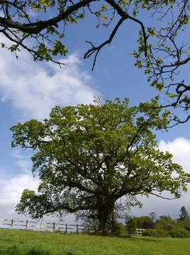 An old large oak tree in a field next to a fence in summer Stock Photos
