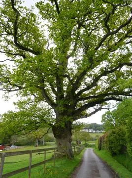 An old large oak tree in a field next to a fence in summer Stock Photos