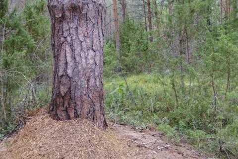 An old large pine tree in the forest. Beautiful forest landscape Foto stock