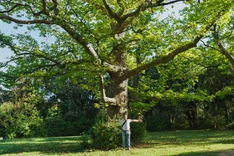 Old large plane tree or plane tree (lat. Platanus) from the Park Vorontsov Pa Stock Photos