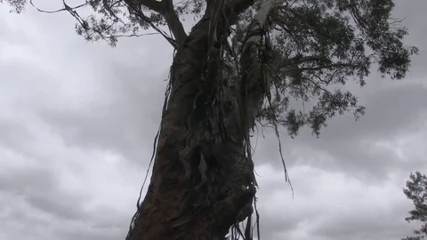 Old large tree and sky Stock Footage 84780645