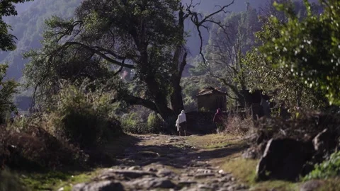 An old, large tree and a small, typical temple in the background of a rural vill Stock Footage 300376028