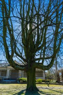 An old large tree with beautiful spreading crown without foliage Stock Photos
