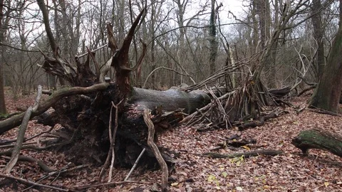 Old large uprooted tree lies in the forest Video stock 120649569