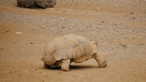 Old large wild turtle walking on dried brown earth floor portraits Stock Footage 118526564