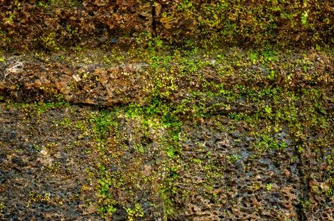 Old laterite stone wall texture close up green moss small plants growing crac Stock Photos