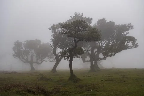 Old laurel forest stinking laurel Laurissilva in the mist with stinking laurel Stock Photos