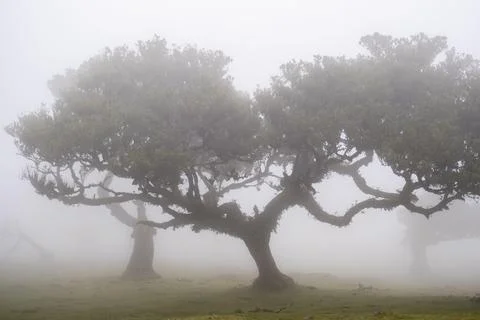 Old laurel forest stinking laurel Laurissilva in the mist with stinking laurel Stock Photos