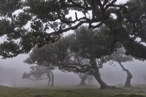 Old laurel forest stinking laurel Laurissilva in the mist with stinking laurel Stock Photos