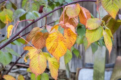 Old leaf in the autumn Stock Photos