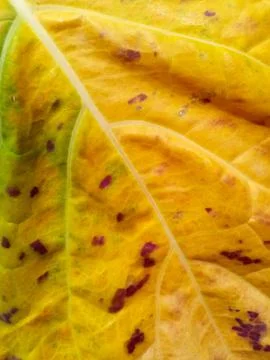 Old leaf closeup Stock Photos