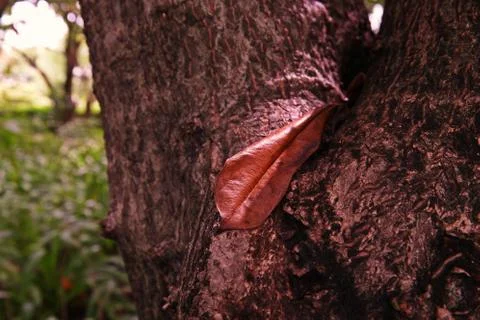 The old leaf drop Stock Photos