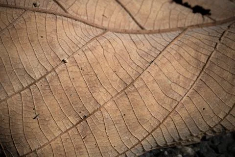 Old leaf in forest Stock Photos
