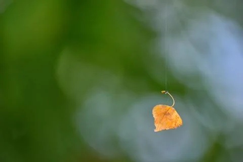Old leaf hanging on spiderweb Stock Photos