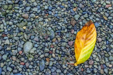 Old Leaf on Pebble Stock Photos