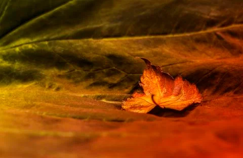 Old leaf Stock Photos