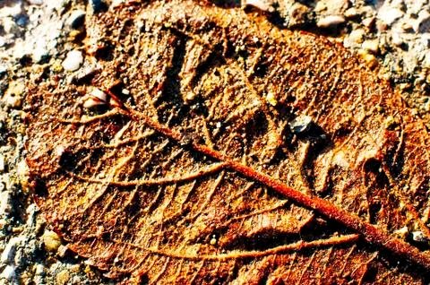 Old leaf Stock Photos