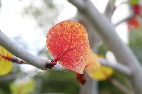 Old leaf of Sea grape or Seaside grape. Stock Photos