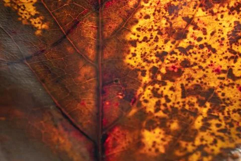 Old Leaf Texture Background with sunlight behind. Stock Photos