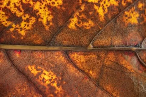 Old Leaf Texture Background with sunlight behind. Stock Photos