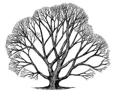 Old leafless bare oak tree drawing. Black and white hand drawn engraving as a Stock Illustration