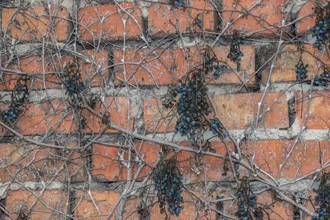 Old Leafless Grapevine with Dried Grape Clusters on Brick Wall Stock Photos